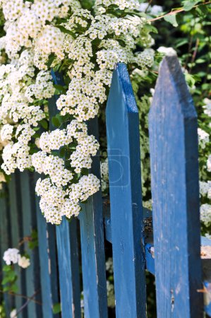 Blue picket fence with flowering bridal wreath shrub