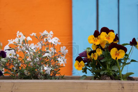 flowers in pot with colorful background