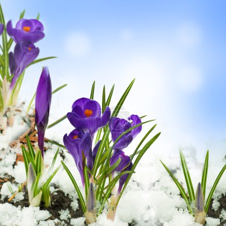 Snowdrops and crocuses on snow in a sunny day