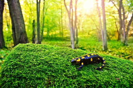 A black yellow spotted fire salamander