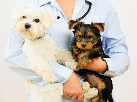 Veterinary treatment - lovely puppies and friendly veterinary