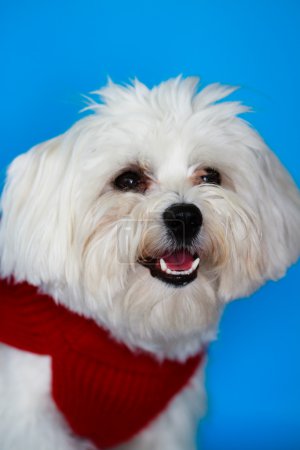 Puppy - Portrait of Maltese dog