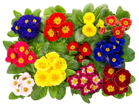 spring primula flowers isolated on white