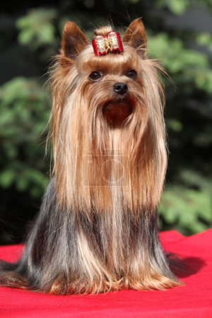Yorkshire terrier in front of green background