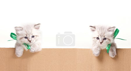 two little kittens look out from box