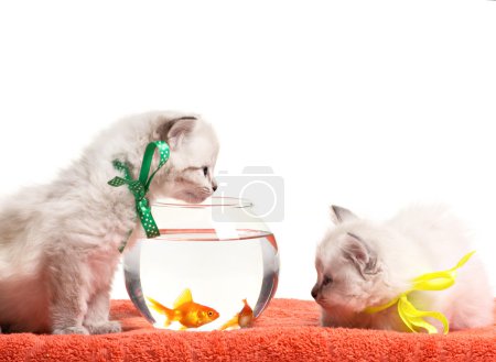 little kittens and aquarium with goldfish