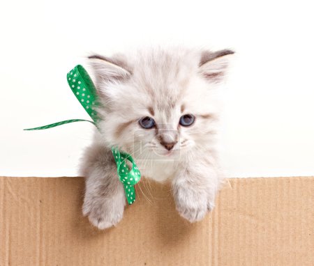 little kitten look out from box