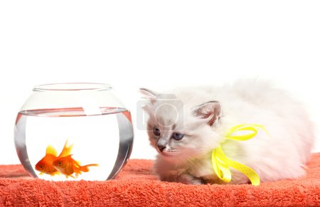 funny kitten and goldfishes