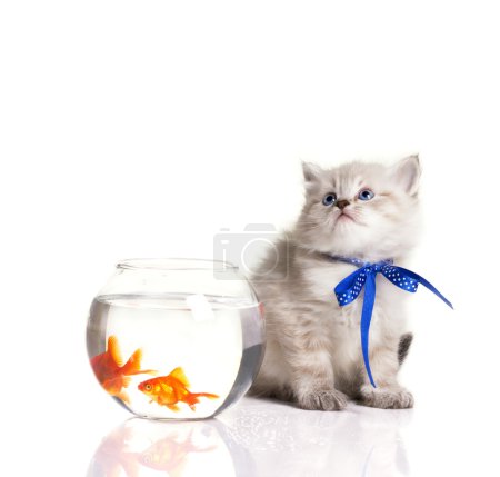 little kitten and goldfishes