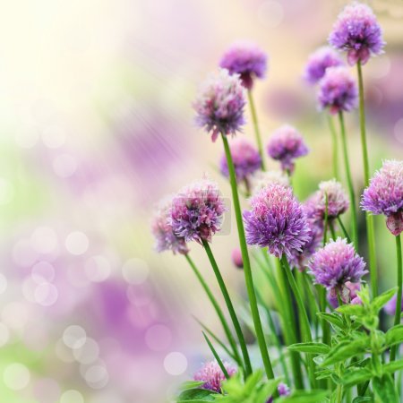 Blooming chive herb