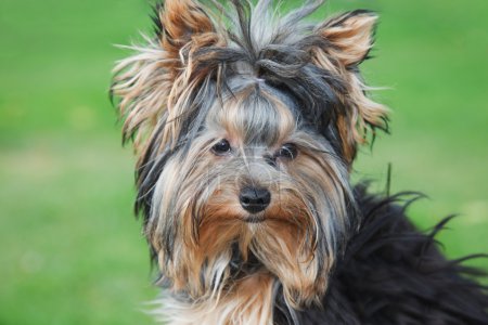 Portrait yorkshire terrier