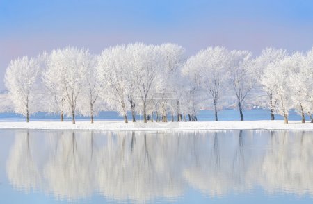 Winter trees covered with frost