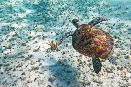 Green turtle swiming in Caribbean sea