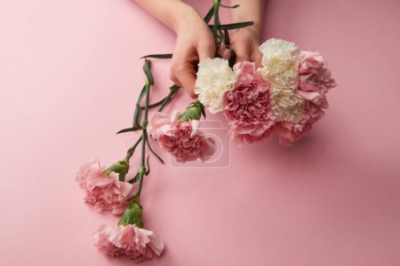 cropped shot of woman holding beautiful white and pink carnation flowers on pink 