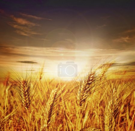 Beautiful Wheat. Sunset