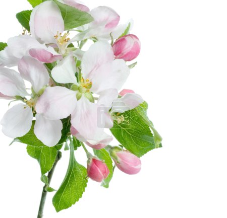 Spring Apple Blossom Over White
