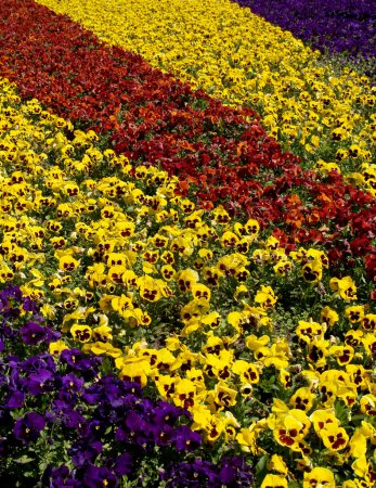 Flower bed from pansies