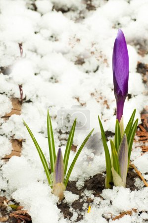 Spring flowers, white-dark blue crocuses against snow