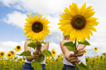 Behind sunflowers