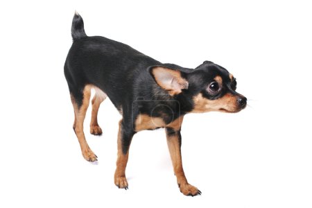A russian toy terrier