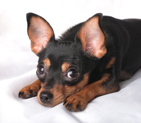 A russian toy terrier