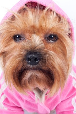 Sad glance of a yorkshire terrier in pink hood
