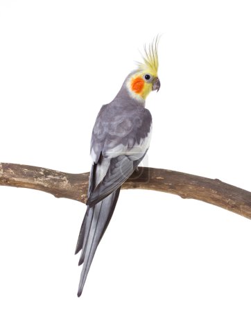 Parrot on the branch