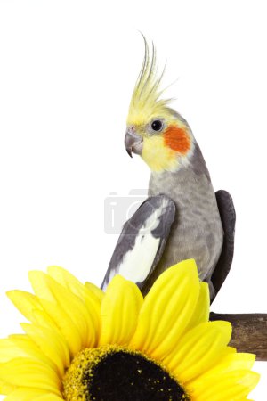 Parrot and a flower