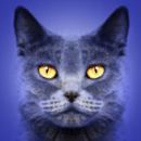 Royalty Free images, photographs of cats