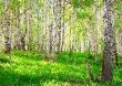 forests, images to buy