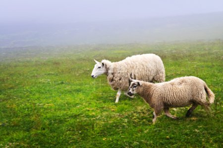 Sheep in Newfoundland