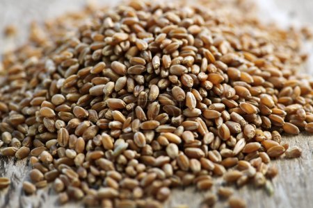 Whole grain wheat kernels closeup