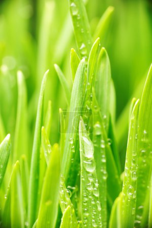 Water drops on grass