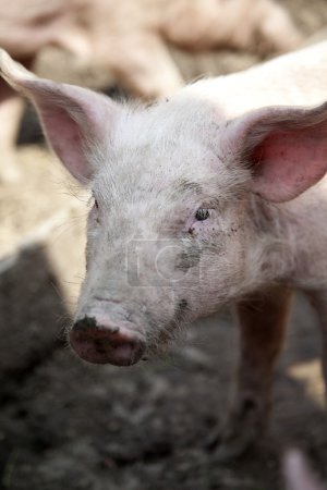 Ukrainian farm pigs