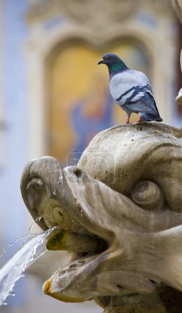 Art pigeon and a fountain