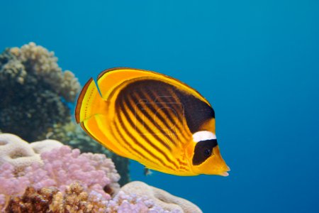 Closeup of butterfly fish - Red Sea