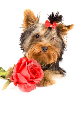 Photo of young adorable yorkshire terrier with rose
