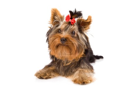 Photo of young adorable yorkshire terrier