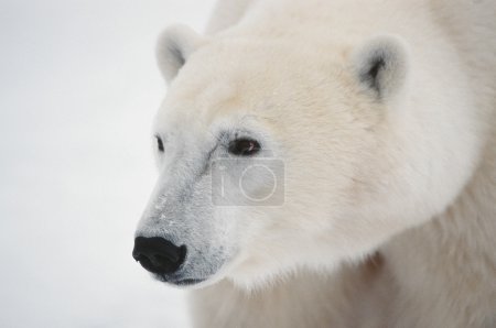 Portrait of a polar bear.
