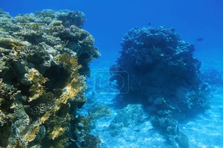 Red sea underwater