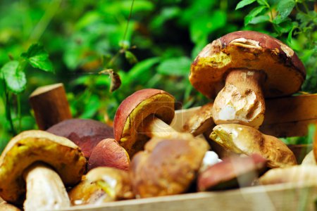 Fresh mushroom food outdoor in nature
