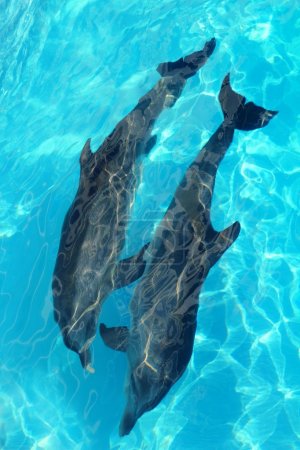 Dolphins couple top high angle view turquoise water