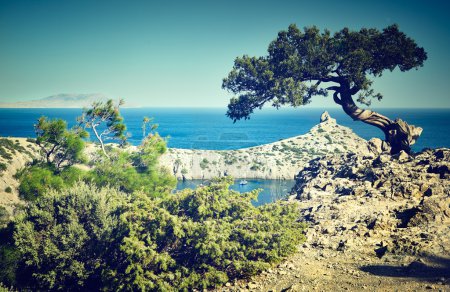 Tree and sea at sunset. Crimea landscape