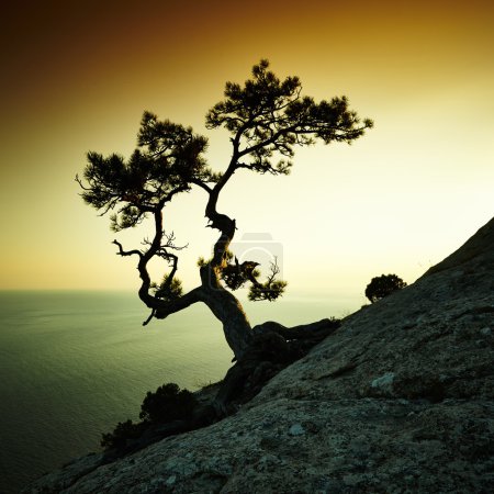 Tree and sea at sunset. Crimea landscape