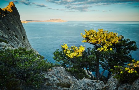 Tree and sea at sunset. Crimea landscape