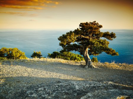 Tree and sea at sunset. Crimea landscape