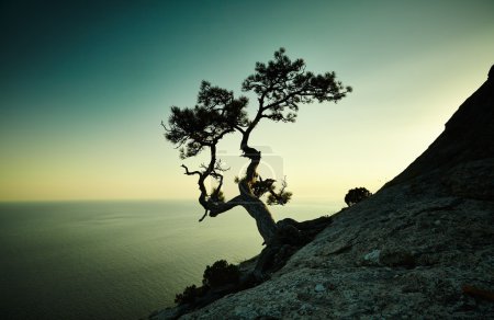 Tree and sea at sunset. Crimea landscape