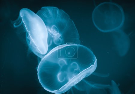 Jellyfish, underwater life