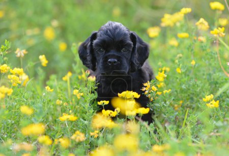 Cute spaniel puppy