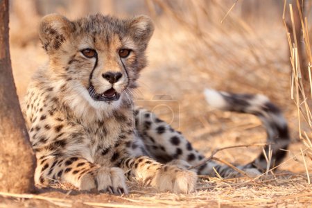 Cheetah cub (Acinonyx  jubatus) South Africa